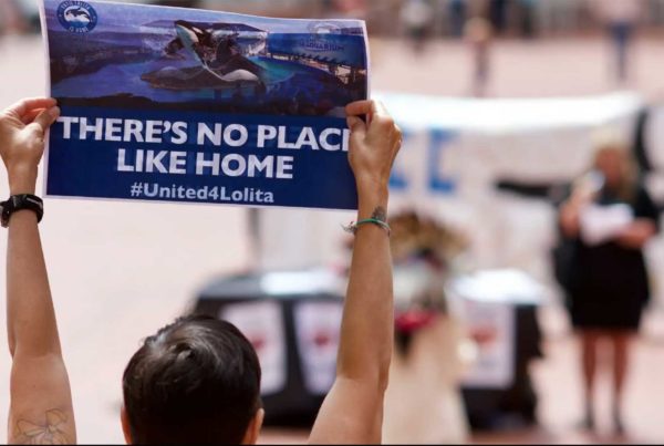 2019 until lolita is home