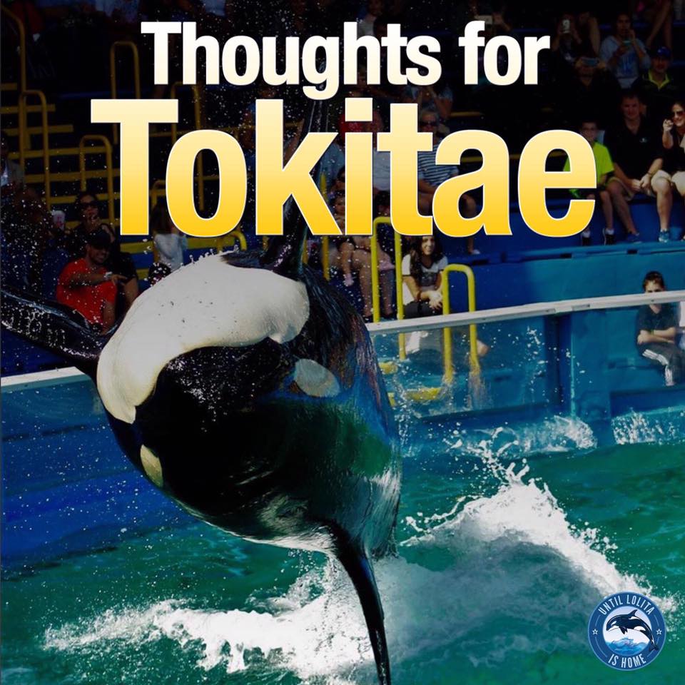 Thoughts for Tokitae