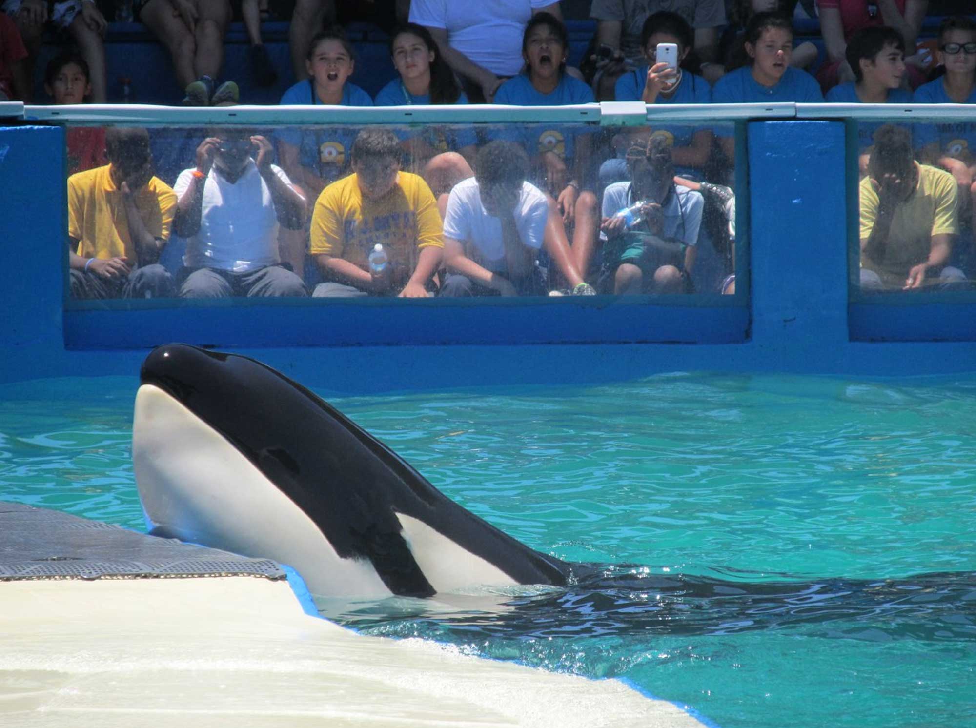 The Dolphin Company Acquires The Miami Seaquarium