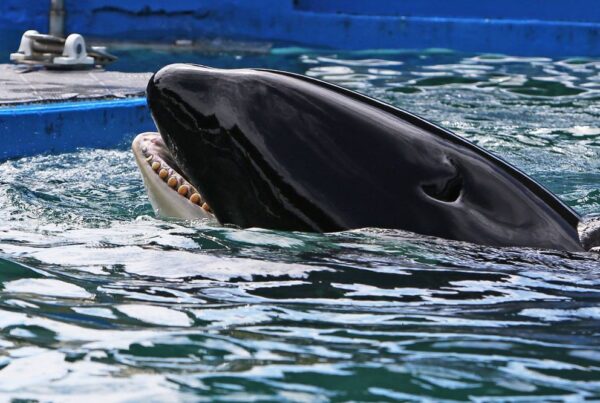 Tokit in seaquarium