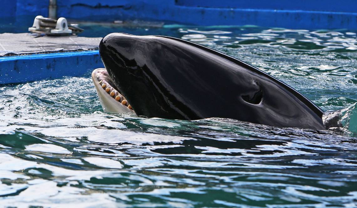 New Investigations, Lease Delay & 3 Further Deaths At Miami Seaquarium