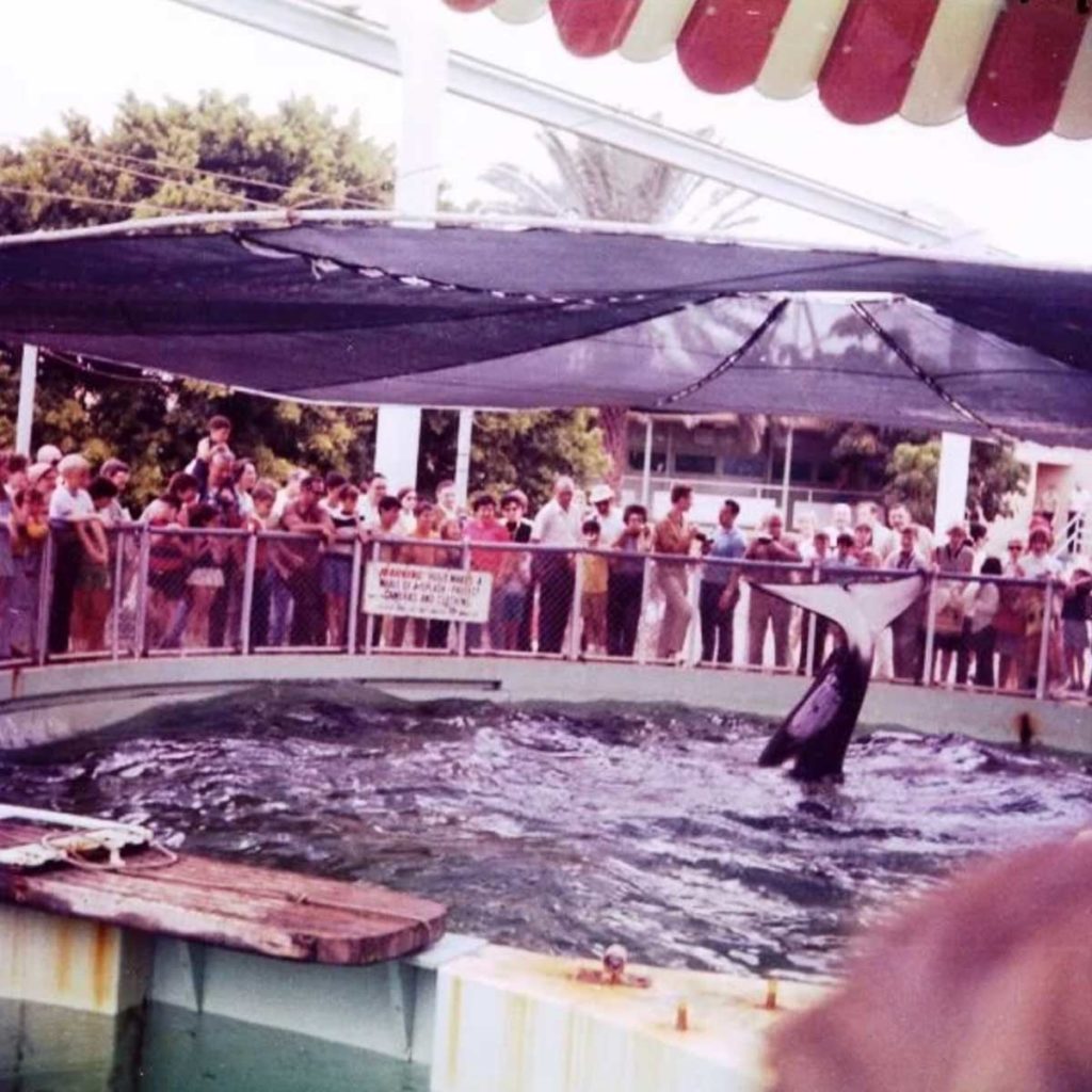 Hugo's fluke in a tiny tank