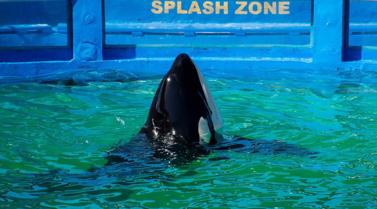 Miami Seaquarium’s image use of Tokitae & Li’i