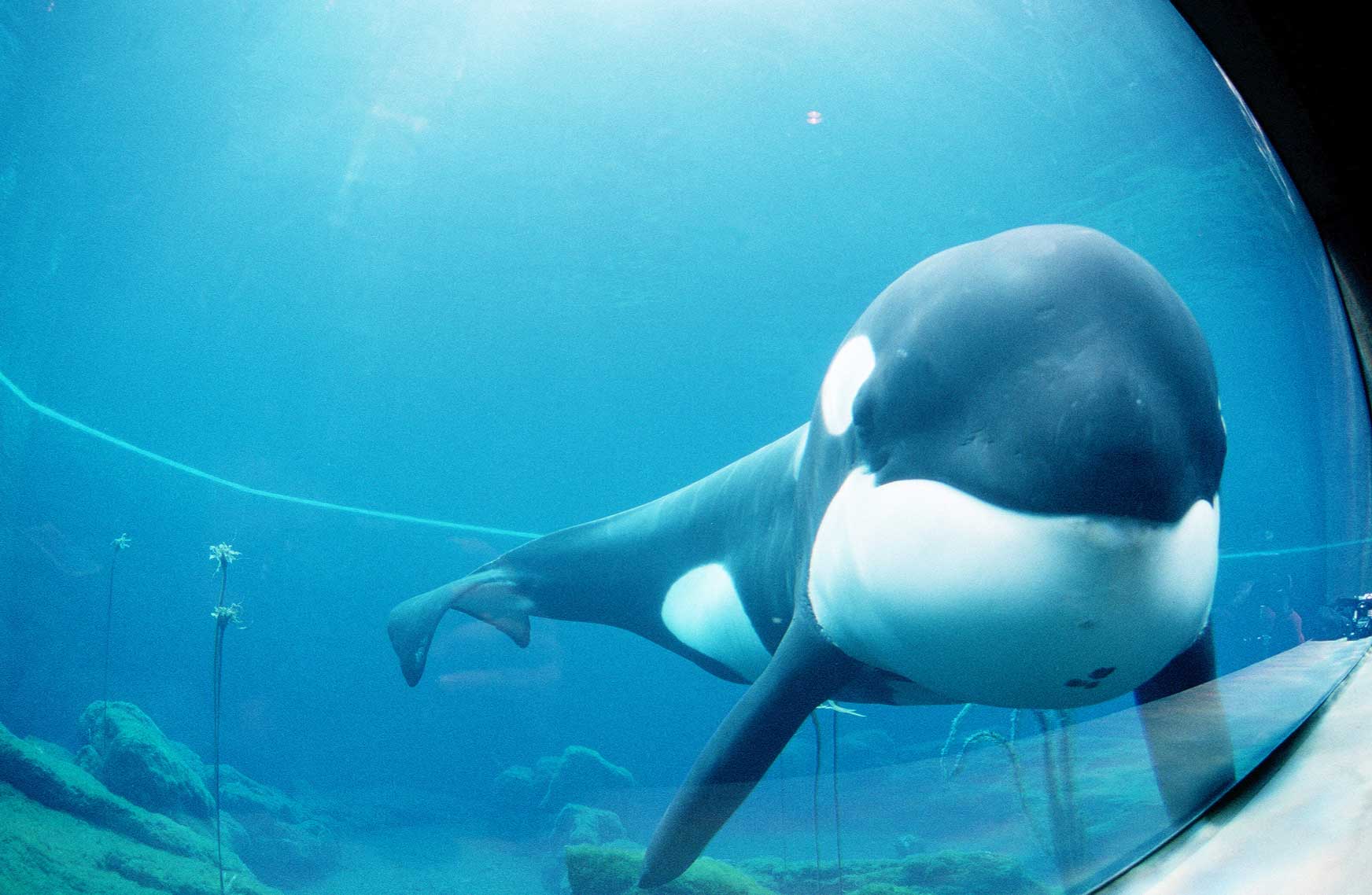 keiko