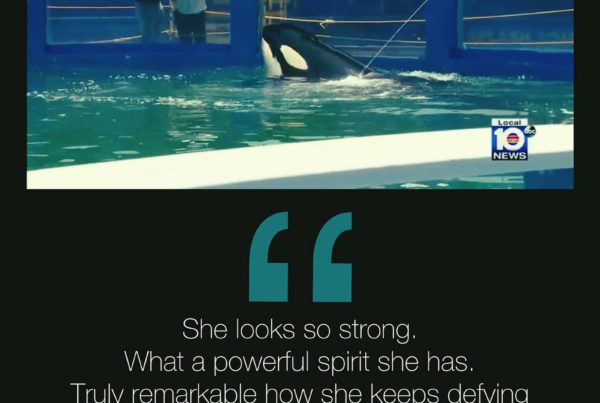 Louis Aguirre quote on seeing Tokitae