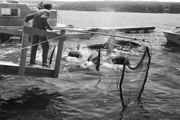 penn cove, August 8 1970