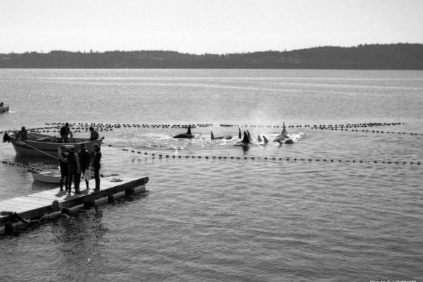 penn-cove-captures