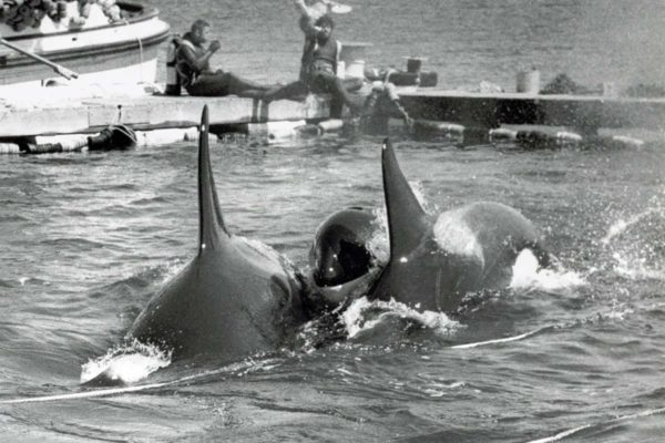 Lolita -orca capture, Penn cove by W Funk