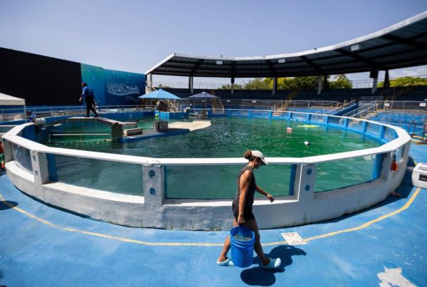 Tokitae's illegal tank